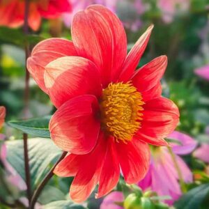 Dahlia coccinea, Scarlet Dahlia, Single-Flowering Dahlias, Red Dahlia Flowers, Dahlia Tubers, Dahlia Bulbs, Dahlia Flower, Dahlia Flowers, summer bulbs