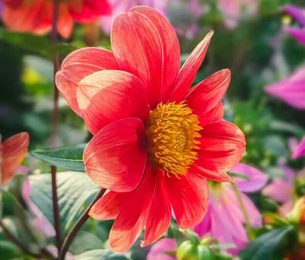 Dahlia coccinea, Scarlet Dahlia, Single-Flowering Dahlias, Red Dahlia Flowers, Dahlia Tubers, Dahlia Bulbs, Dahlia Flower, Dahlia Flowers, summer bulbs