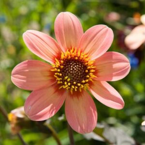 Dahlia Happy Single Kiss, Single Dahlia