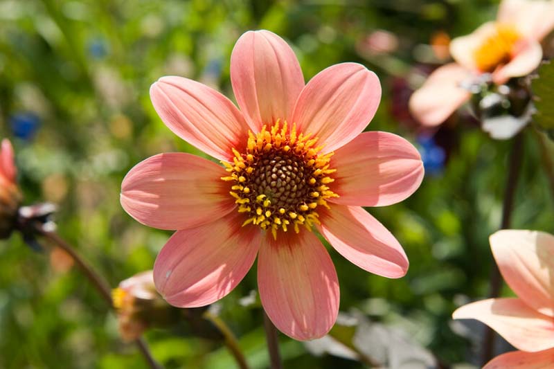 Dahlia Happy Single Kiss, Single Dahlia