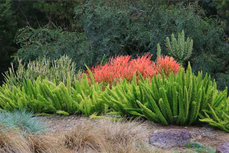Euphorbia tirucalli 'Sticks on Fire', Fire Sticks, Pencil Cactus, Euphorbia tirucalli 'Rosea', Red Pencil Tree, Pencil Tree, Milkbush, Milk Bush, Finger Tree, Sticks of Fire 'Rosea', orange ticks, red sticks, Euphorbia tirucalli 'Rosea',Red Pencil Tree