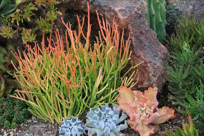 Euphorbia tirucalli 'Sticks on Fire', Fire Sticks, Pencil Cactus, Euphorbia tirucalli 'Rosea', Red Pencil Tree, Pencil Tree, Milkbush, Milk Bush, Finger Tree, Sticks of Fire 'Rosea', orange ticks, red sticks, Euphorbia tirucalli 'Rosea',Red Pencil Tree