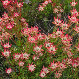 Leucadendron salignum 'Winter Red, 'Winter Red' Conebush, Red Conebush, Mediterranean shrubs, Evergreen Shrubs