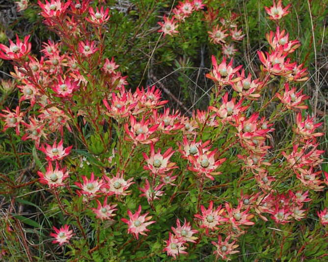 Leucadendron salignum 'Winter Red, 'Winter Red' Conebush, Red Conebush, Mediterranean shrubs, Evergreen Shrubs