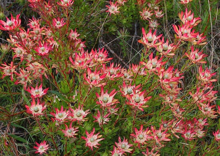 Leucadendron salignum 'Winter Red, 'Winter Red' Conebush, Red Conebush, Mediterranean shrubs, Evergreen Shrubs