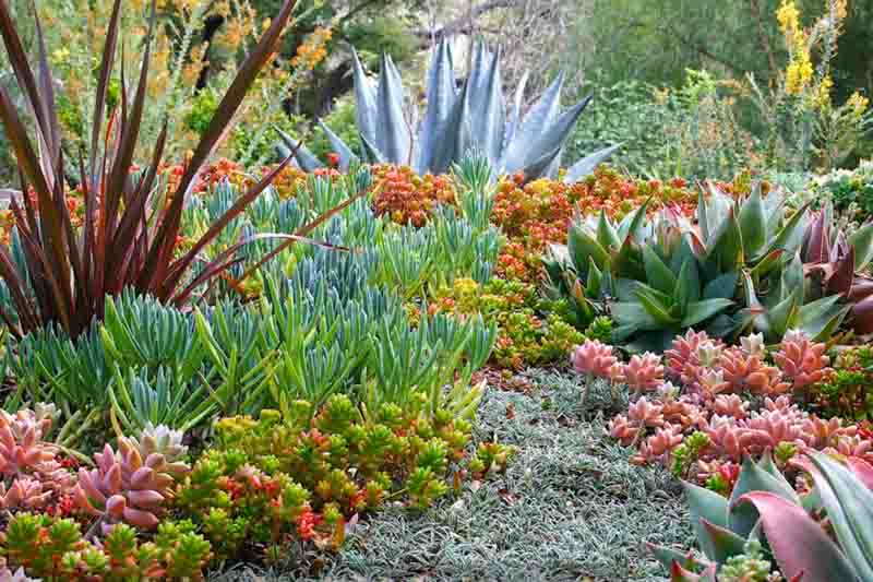agave americana? senecio, Debra Lee, graptopetalum paragayense, phormium amazing red? aloe, sedum rubrotinctum