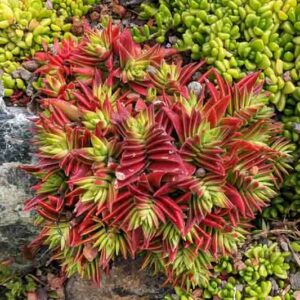 Crassula capitella 'Red Pagoda', Red Pagoda Crassula, Red succullent, red crassula, drought tolerant plant, Mediterranean plant, Crassula corymbulosa 'Red Pagoda'