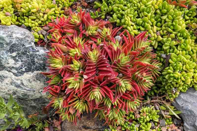 Crassula capitella 'Red Pagoda', Red Pagoda Crassula, Red succullent, red crassula, drought tolerant plant, Mediterranean plant, Crassula corymbulosa 'Red Pagoda'