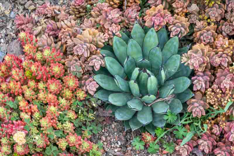 Jelly Bean Plant, Sedum × rubrotinctum, Jellybean Plant, Christmas Cheer, Pork and Beans, Yellow Sedum, Red Sedum, Succulent, AGM Sedum