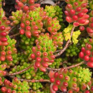 Jelly Bean Plant, Sedum × rubrotinctum, Jellybean Plant, Christmas Cheer, Pork and Beans, Yellow Sedum, Red Sedum, Succulent, AGM Sedum