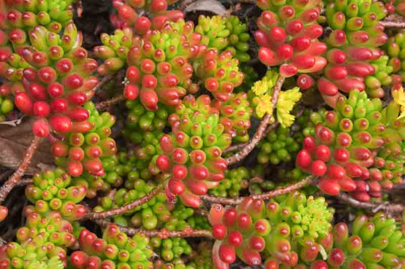 Jelly Bean Plant, Sedum × rubrotinctum, Jellybean Plant, Christmas Cheer, Pork and Beans, Yellow Sedum, Red Sedum, Succulent, AGM Sedum
