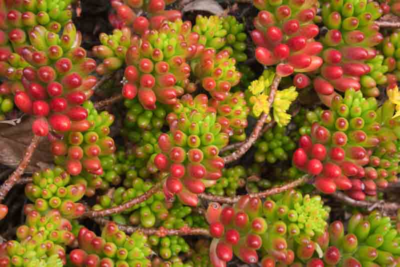 Jelly Bean Plant, Sedum × rubrotinctum, Jellybean Plant, Christmas Cheer, Pork and Beans, Yellow Sedum, Red Sedum, Succulent, AGM Sedum