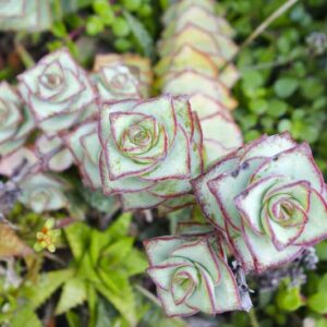 Crassula perforata, String of Buttons, succulents, Stacked Crassula,Necklace Vine