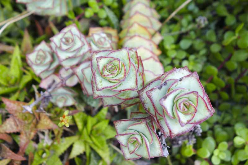 Crassula perforata, String of Buttons, succulents, Stacked Crassula,Necklace Vine
