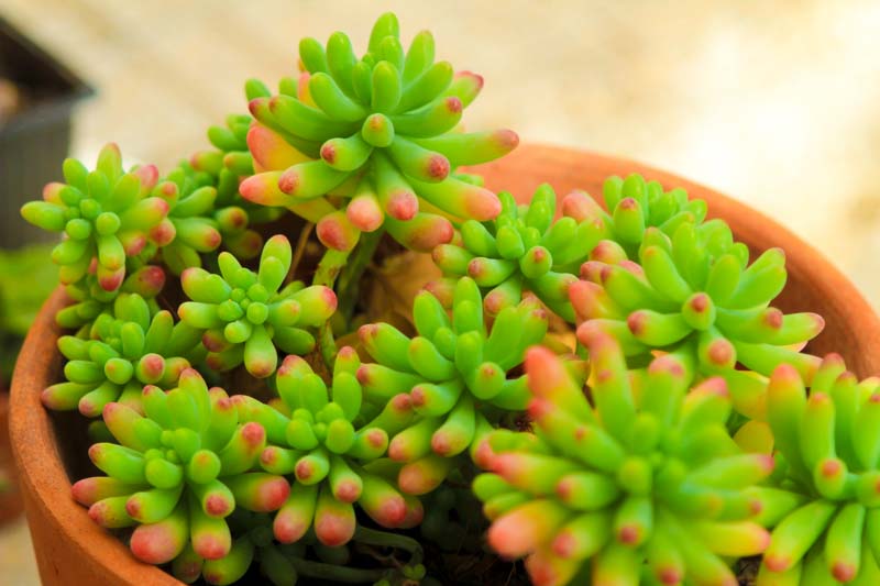 Jelly Bean Plant, Sedum × rubrotinctum, Jellybean Plant, Christmas Cheer, Pork and Beans, Yellow Sedum, Red Sedum, Succulent, AGM Sedum