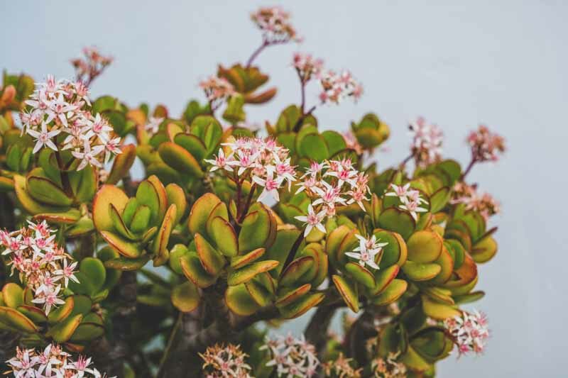 Crassula ovata arbre de jade