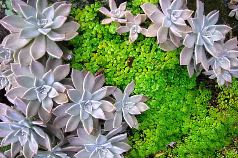 Graptopetalum paraguayense,Ghost Plant, Mother-Of-Pearl Plant, Gray echeveria, Gray succulent,