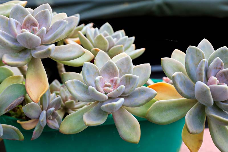 Graptopetalum paraguayense,Ghost Plant, Mother-Of-Pearl Plant, Gray echeveria, Gray succulent,