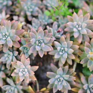 Graptopetalum paraguayense,Ghost Plant, Mother-Of-Pearl Plant, Gray echeveria, Gray succulent,