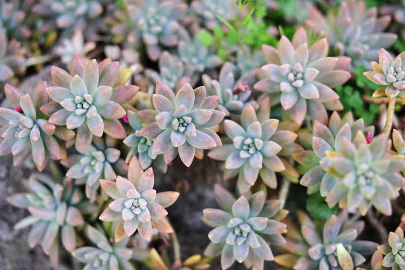 Graptopetalum paraguayense,Ghost Plant, Mother-Of-Pearl Plant, Gray echeveria, Gray succulent,