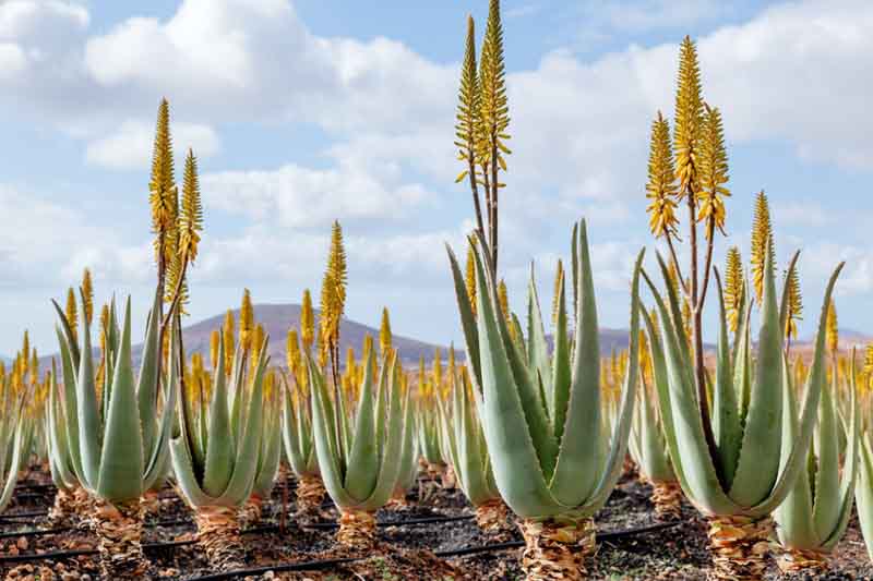 Aloe vera, Aloe barbadensis, Barbados Aloe, Aloe perfoliata, Curaçao Aloe, Bitter Aloes, Yellow flowers, Succulents, Aloes, Drought tolerant plants