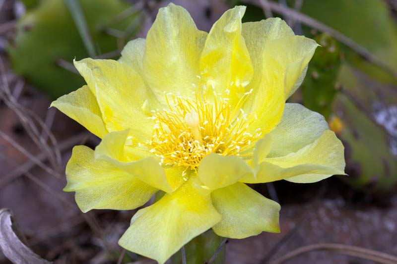 puntia humifusa, Eastern Prickly Pear, Devil's Tongue, Low Prickly Pear, Opuntia compressa, Opuntia mesacantha, Opuntia italica, Opuntia rafinesquei, Opuntia fuscoatra, succulent, cactus, drought tolerant plant