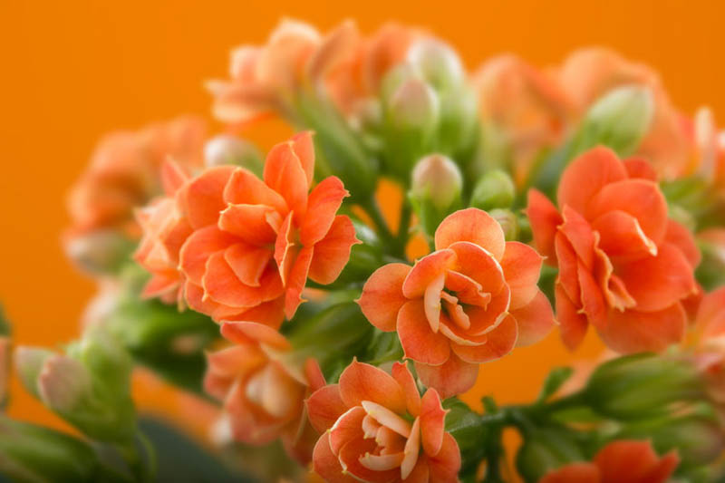 Flaming Katy, Christmas Kalanchoe, Florist Kalanchoe, Kalanchoe blossfeldiana