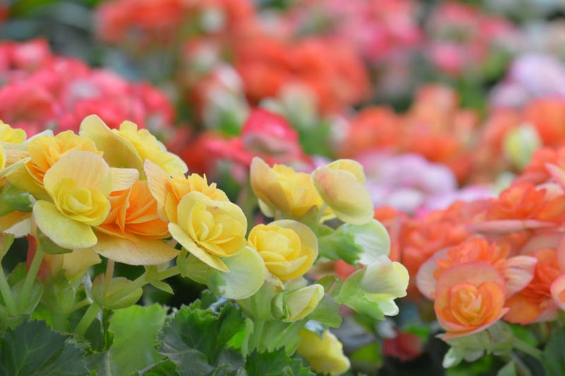 Flaming Katy, Christmas Kalanchoe, Florist Kalanchoe, Kalanchoe blossfeldiana