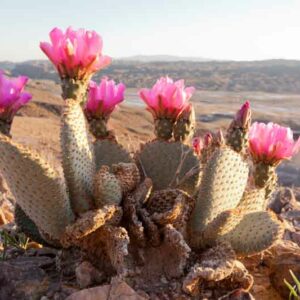 Opuntia basilaris, Beavertail Cactus, Beavertail Prickly Pear, succulent, cactus, drought tolerant plant