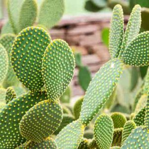 Bunny Ear Cactus, Bunny Cactus, Angel's-Wings, Bunny Ears, Polka Dot Cactus, Opuntia microdasys, Cactus, Prickly Pear