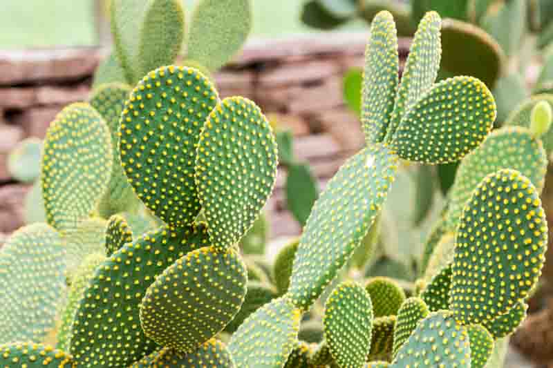 Bunny Ear Cactus, Bunny Cactus, Angel's-Wings, Bunny Ears, Polka Dot Cactus, Opuntia microdasys, Cactus, Prickly Pear