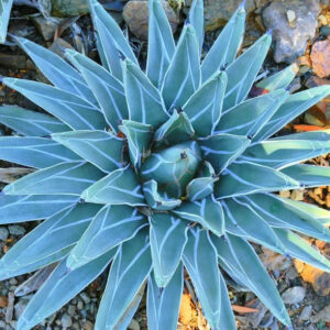 Agave nickelsiae,King of the Agaves, Nickel's Agave, Pinguino, King Ferdinand Agave, King agave, King Ferdinand's Agave, Agave ferdinandi-regis Berger, Agave victoriae-reginae T. Moore var. laxior Berger