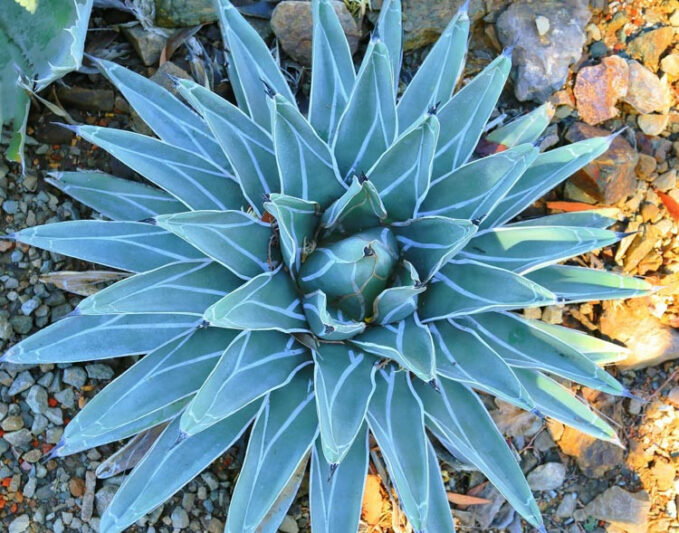 Agave nickelsiae,King of the Agaves, Nickel's Agave, Pinguino, King Ferdinand Agave, King agave, King Ferdinand's Agave, Agave ferdinandi-regis Berger, Agave victoriae-reginae T. Moore var. laxior Berger