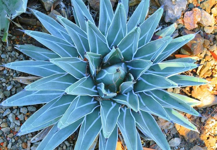 Agave nickelsiae,King of the Agaves, Nickel's Agave, Pinguino, King Ferdinand Agave, King agave, King Ferdinand's Agave, Agave ferdinandi-regis Berger, Agave victoriae-reginae T. Moore var. laxior Berger