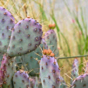 Opuntia 'Baby Rita', Baby Rita Prickly Pear, Prickly Pear, pink succulent, pink cactus, purple cactus, drought tolerant plant, Dwarf cactus, Small cactus