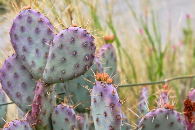 Opuntia 'Baby Rita', Baby Rita Prickly Pear, Prickly Pear, pink succulent, pink cactus, purple cactus, drought tolerant plant, Dwarf cactus, Small cactus