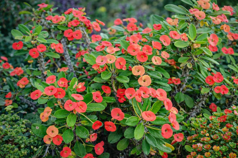 Crown of Thorns (Euphorbia milii): Uses, Design Ideas, Care Guide