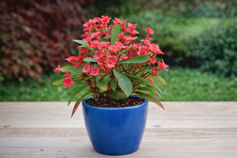 Crown of Thorns (Euphorbia milii): Uses, Design Ideas, Care Guide