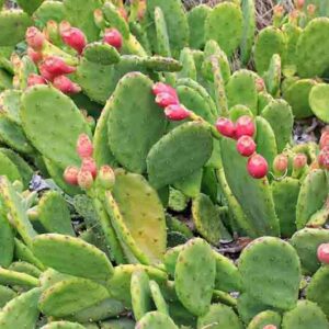 Opuntia humifusa, Eastern Prickly Pear, Devil's Tongue, Low Prickly Pear, Opuntia compressa, Opuntia mesacantha, Opuntia italica, Opuntia rafinesquei, Opuntia fuscoatra, succulent, cactus, drought tolerant plant