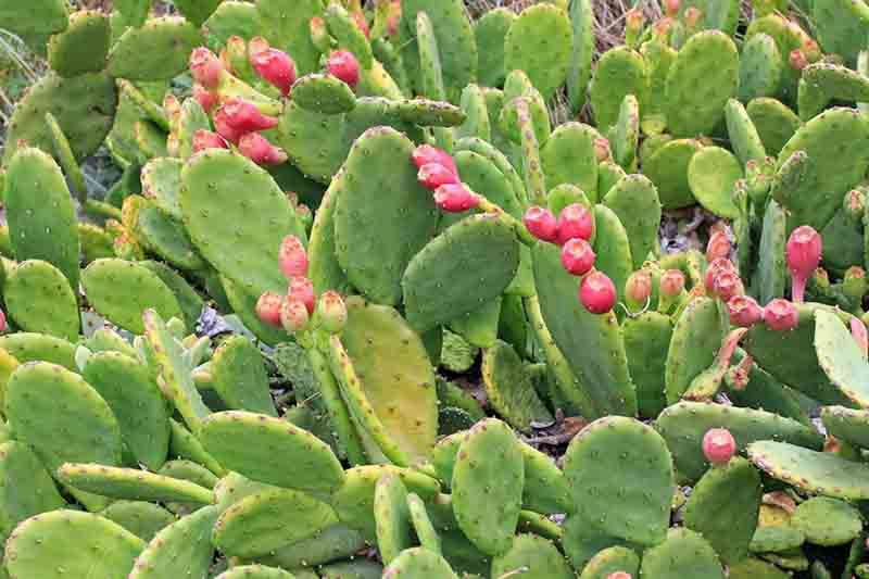 Opuntia humifusa, Eastern Prickly Pear, Devil's Tongue, Low Prickly Pear, Opuntia compressa, Opuntia mesacantha, Opuntia italica, Opuntia rafinesquei, Opuntia fuscoatra, succulent, cactus, drought tolerant plant