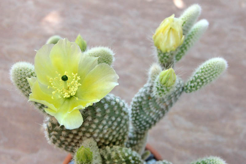 Bunny Ear Cactus, Bunny Cactus, Angel's-Wings, Bunny Ears, Polka Dot Cactus, Opuntia microdasys, Cactus, Prickly Pear