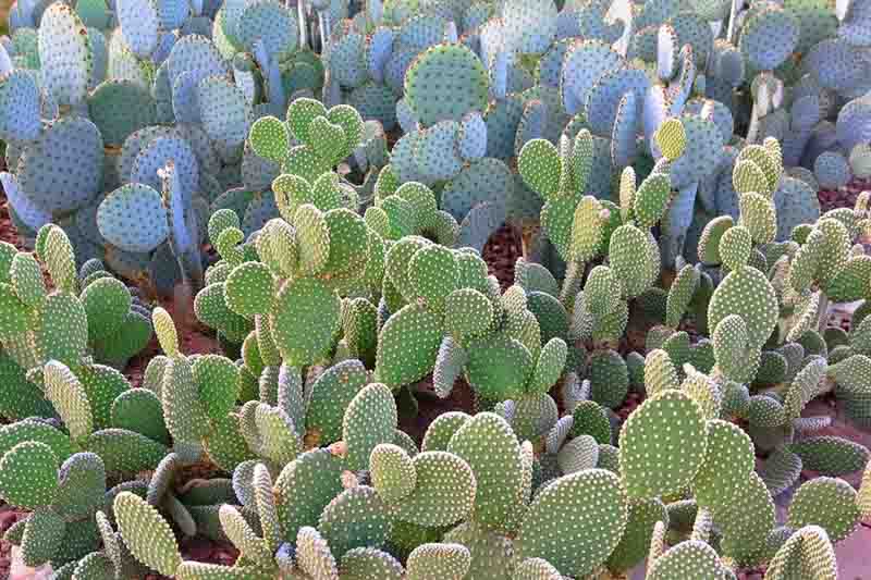 Bunny Ear Cactus, Bunny Cactus, Angel's-Wings, Bunny Ears, Polka Dot Cactus, Opuntia microdasys, Cactus, Prickly Pear