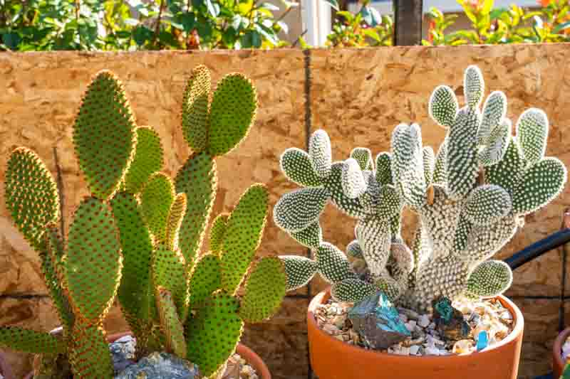 Bunny Ear Cactus, Bunny Cactus, Angel's-Wings, Bunny Ears, Polka Dot Cactus, Opuntia microdasys, Cactus, Prickly Pear