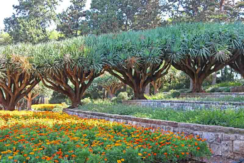 Dracaena draco, Dragon Tree, Dragon Blood tree, Asparagus draco, Drought tolerant shrub, drought tolerant tree