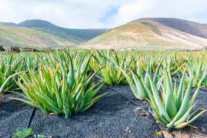 Aloe vera, Aloe barbadensis, Barbados Aloe, Aloe perfoliata, Curaçao Aloe, Bitter Aloes, Yellow flowers, Succulents, Aloes, Drought tolerant plants