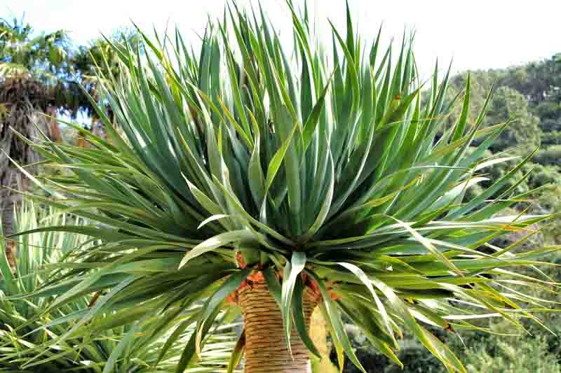 Dracaena draco, Dragon Tree, Dragon Blood tree, Asparagus draco, Drought tolerant shrub, drought tolerant tree