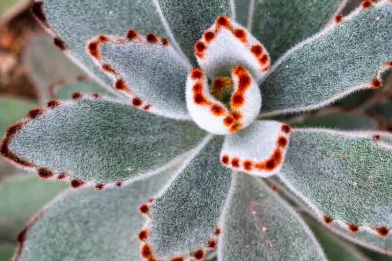 Kalanchoe tomentosa, Panda Plant, Pussy Ears, Chocolate Soldier, succulent plant, Drought tolerant plant