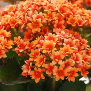 Flaming Katy, Christmas Kalanchoe, Florist Kalanchoe, Kalanchoe blossfeldiana