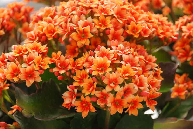 Flaming Katy, Christmas Kalanchoe, Florist Kalanchoe, Kalanchoe blossfeldiana