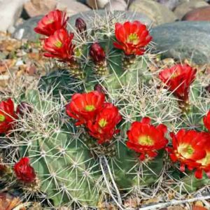 Echinocereus triglochidiatus, Claret Cup, Claret Cup Cactus, Hedgehog Cactus, Kingcup Cactus, Mojave Mound, Mohave Mound, Cactus
